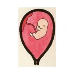 Développement de bébé à 3 mois de grossesse