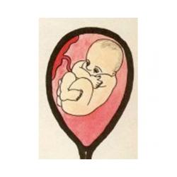 Votre bébé poursuit sa croissance. Les dents et les os poursuivent leur croissance régulière. Bébé entraîne chaque jour ses muscles et ses poumons. Le sexe de béb&e