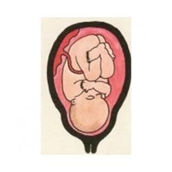 La peau de votre bébé devient rose ! Bébé a enfin une vraie peau de bébé toute rose et lisse. Le corps de bébé est toujours couvert de vernix mais le lanugo a pratique