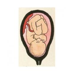 A 9 mois, bébé est prêt à naître ! C'est un beau bébé à la peau lisse et rose. Tous ses organes sont formés et peuvent fonctionner en totale autonomi
