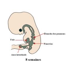 Les principaux organes de votre bébé à 2 mois de grossesse