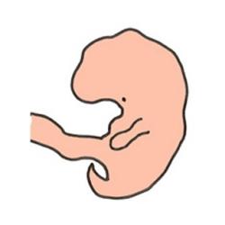A 5 semaine de grossesse le bébé mesure entre 5 et 7 mm