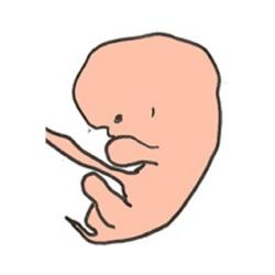 Pendant la sixième semaine bébé continue sa formation 