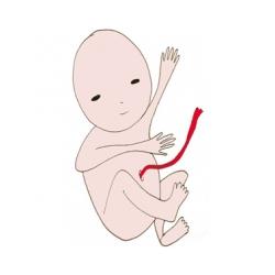 Les galipettes de bébé dans le ventre maman !