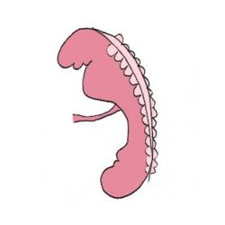 Bébé à 3 semaines de grossesse