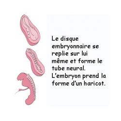 L'embryon prend la forme d'un haricot 