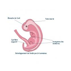 Sommaire premier mois de grossesse
