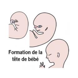 Formation de la tête de bébé à 3 mois de grossesse