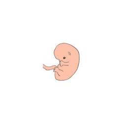 Votre grossesse à 2 mois