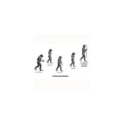 Evolution de l'homme
