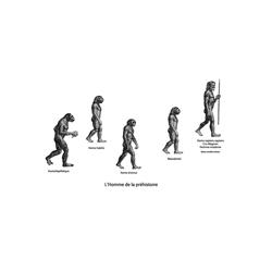 Evolution de l'homme depuis les origines