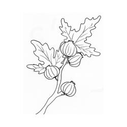 Coloriage figue
