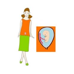 Taille de bébé à 2 mois de grossesse