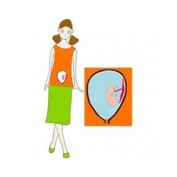 Taille de bébé à 3 mois de grossesse