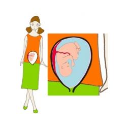 Taille de bébé à 7 mois de grossesse 
