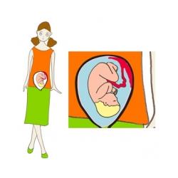 Taille de bébé à 8 mois de grossesse