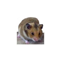 La carte d'identit&eacute; du hamster dor&eacute; 