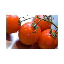 La tomate est-elle un fruit ou un légume ?