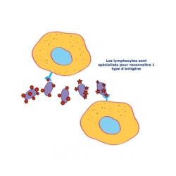 Si l'action rapide et l'envoie des macrophages ne suffisent pas, le système immunitaire va identifier les corps étrangers (ou antigènes) qui ont pénétré dans le corps et envoyer des "t