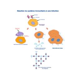Les lymphocytes sont les globules blancs activés lorsqu'ils rencontre un antigène spécifique (corps étranger produisant une réaction du système immunitaire). La contamination et la vaccinat