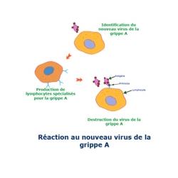 Comment l'organisme se défend-il contre l'agression ?La grippe A étant un virus nouveau avec lequel l'organisme n'a jamais été en contact, le système immunitaire ne possède aucun lymphocyte