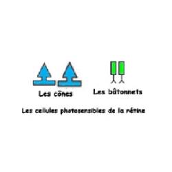 la perception rétinienne