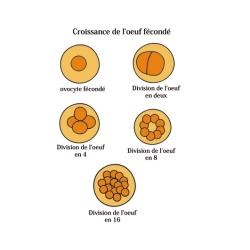 Formation de la molura pendant la grossesse