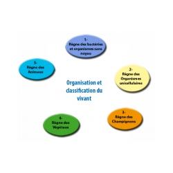 organisation du vivant 
