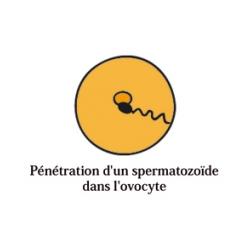Fécondation de l'ovule