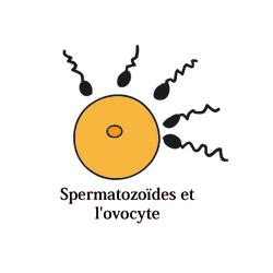 300 à 500 millions de spermatozoïdes sont déposés dans le vagin au cours de ce rapport sexuel. Grâce à leur flagelle, les plus résistants vont traverser le col de l'utéru