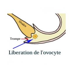 La période de fécondation et grossesse