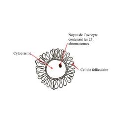 Les cellules reproductrices féminines et masculines – les gamètes- doivent réduire leurs chromosomes de moitié avant de se rencontrer pour créer une nouvelle cellule de 46 chromosomes, ce se