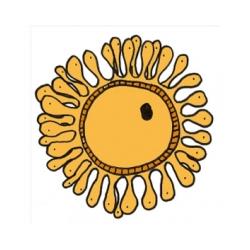 L'ovocyte ou l'ovule