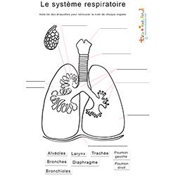Le système respiratoire : noms des organes