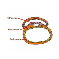 Le disque embryonnaire se sépare en 3 feuillets 