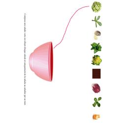 Activité sur l'identification des salades vertes 