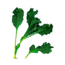 feuille de cresson 
