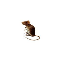 aliment souris