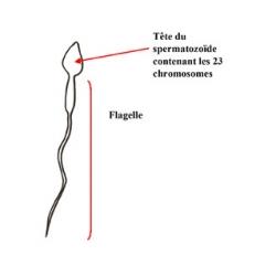Les spermatozoïdes sont porteurs d'un chromosome X ou Y qui détermine le sexe de bébé