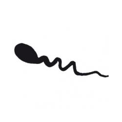 Le spermatozoïde