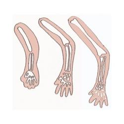 Les os de bébé s'allongent et s'épaississent. Bébé devient un gros consommateur de calcium au cours du 8 ème mois de grossesse. Il a besoin de calcium pour l'allongement de ses os, leur &am