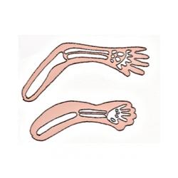 Développement des organes du foetus - 4ème mois de grossesse 