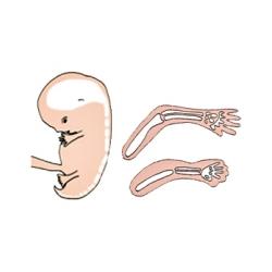 La formation du squelette pendant le 3 ème mois de grossesse 