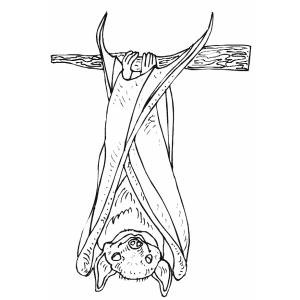 Coloriage d'une chauve-souris qui dort