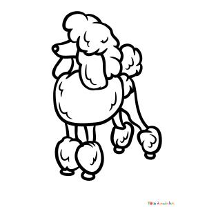 Coloriage d'un caniche à imprimer