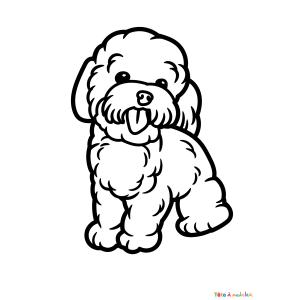 Coloriage d'un caniche drôle