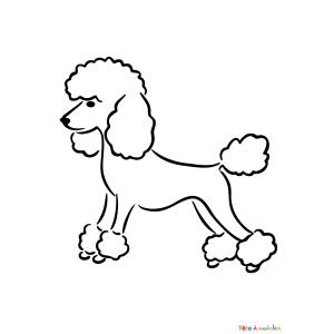 Coloriage d'un caniche en ligne