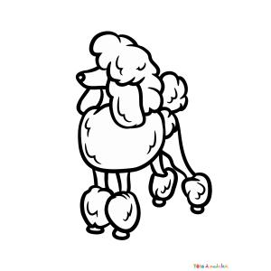 Coloriage d'un caniche facile