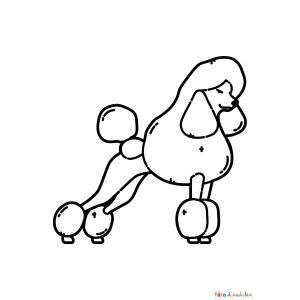 Coloriage d'un caniche femelle