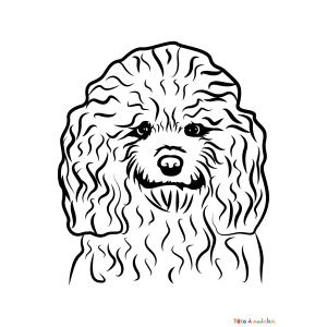 Coloriage d'un caniche garçon